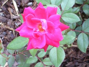Gorgeous deep fuschia rose